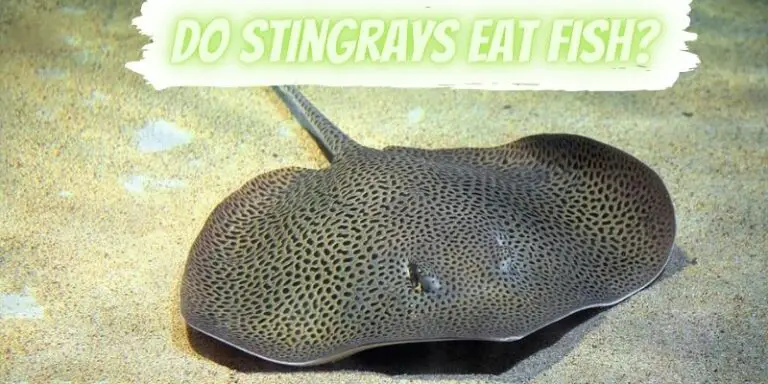 Do Stingrays Eat Fish? (Know The Fact)