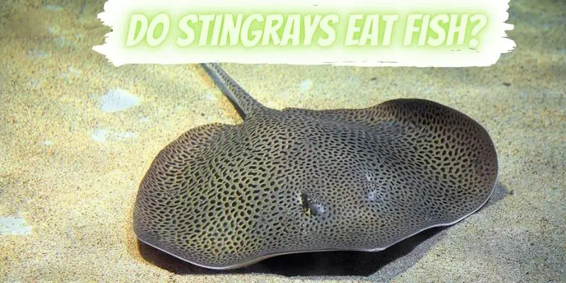 Do Stingrays Eat Fish, can stingrays eat fish
