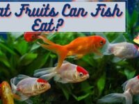 What Fruit Can Fish Eat? (Best Fruits & Feeding Tips)