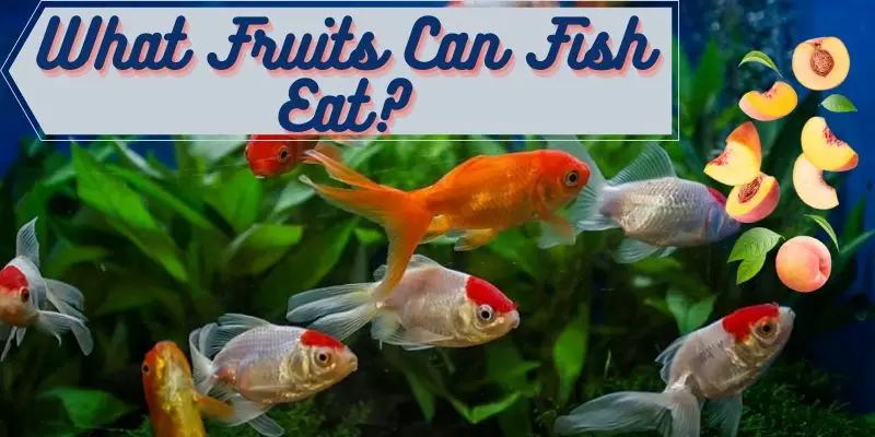 what fruits can fish eat, fruits that fish eat, fish eating fruits