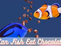 Can Fish Eat Chocolate? (Safe or Deadly?)