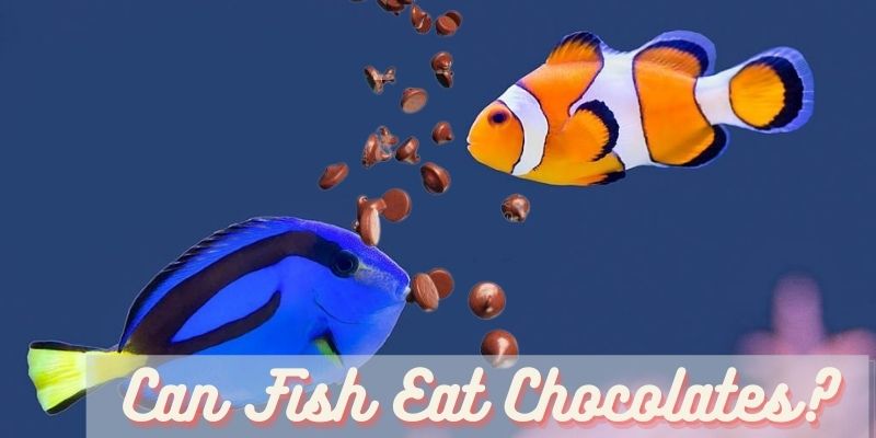 can fish eat chocolate