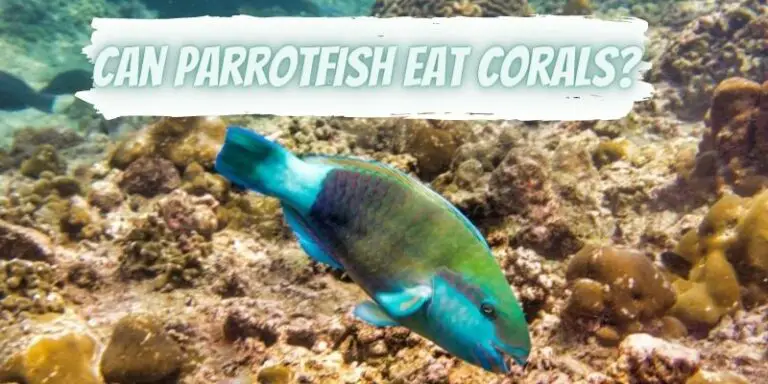 Do Parrotfish Eat Coral?
