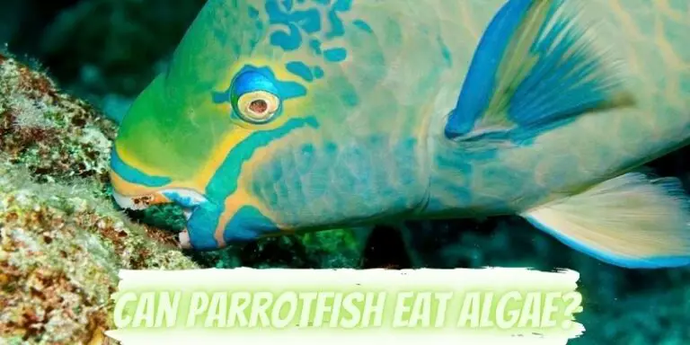 Can Parrotfish Eat Algae? (Know The Fact)