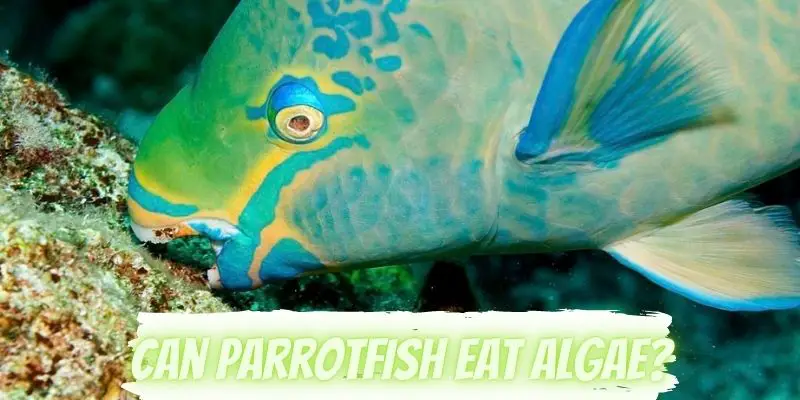 can parrotfish eat algae, do parrotfish eat algae
