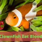 can clownfish eat bloodworms