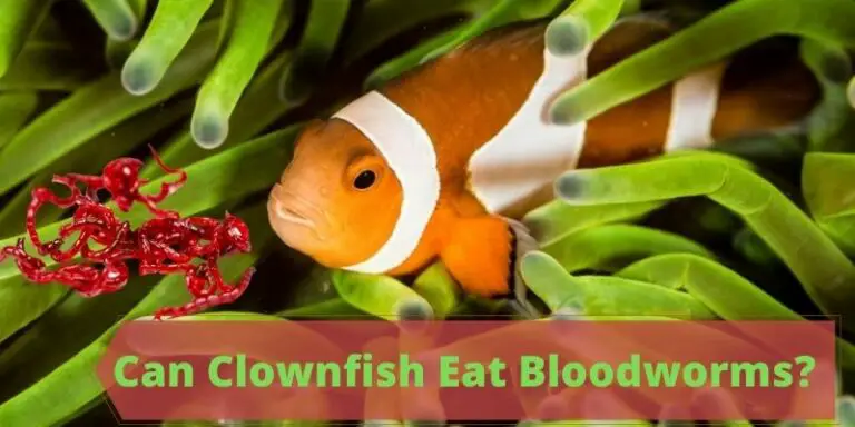 Can Clownfish Eat Bloodworms? (Healthier or Dangerous?)