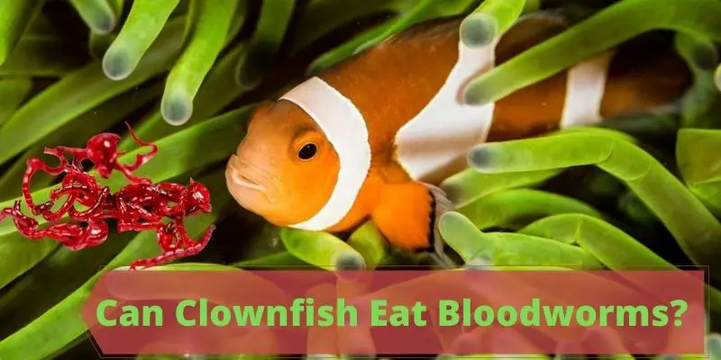 can clownfish eat bloodworms, do clownfish eat bloodworms