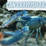 do crayfish eat snails, do crayfish eat snails