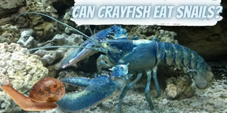 Do Crayfish Eat Snails? (Know The Fact)