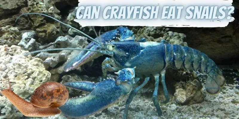 can crayfish eat snails, do crayfish eat snails