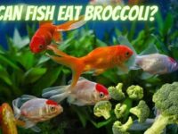 Can Fish Eat Broccoli? (Safe or Not?)