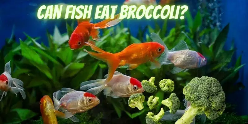 can fish eat broccoli, do fish eat broccoli