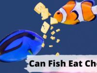 Can Fish Eat Cheese? (Safe Or Dangerous?)