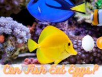 Can Fish Eat Eggs? (Safe or Not?)
