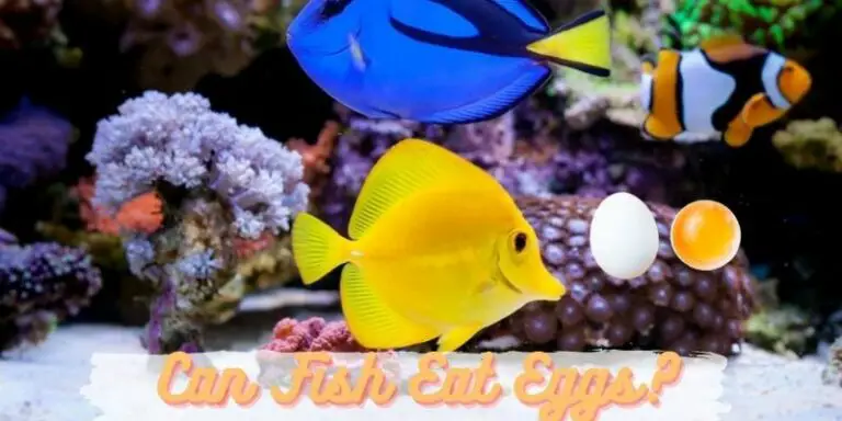 Can Fish Eat Eggs? (Safe or Not?)