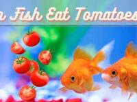Can Fish Eat Tomatoes? (Safe or Not?)