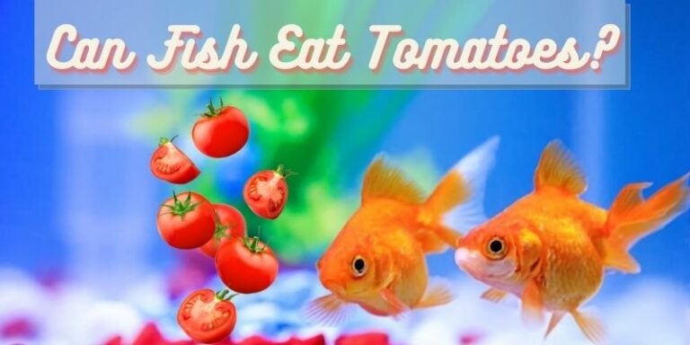 Can Fish Eat Tomatoes? (Safe or Not?)