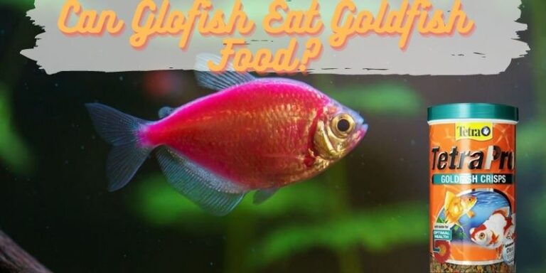 Can Glofish Eat Goldfish Food? (Safe Or Not?)