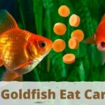 can goldfish eat carrots, do goldfish eat carrots
