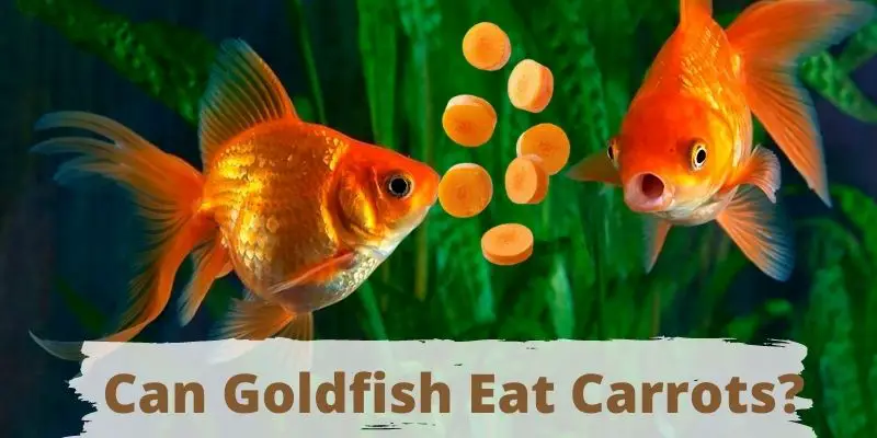 can goldfish eat carrots, do goldfish eat carrots