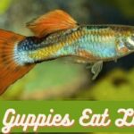can guppies eat lettuce, do guppies eat lettuce