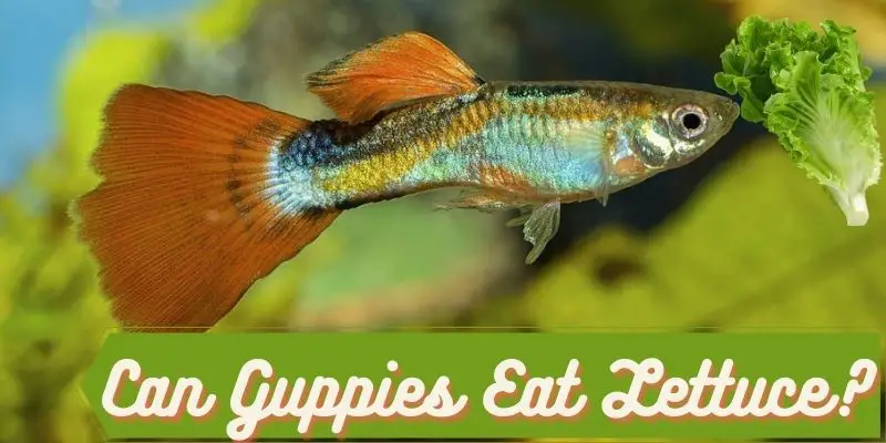 can guppies eat lettuce, do guppies eat lettuce