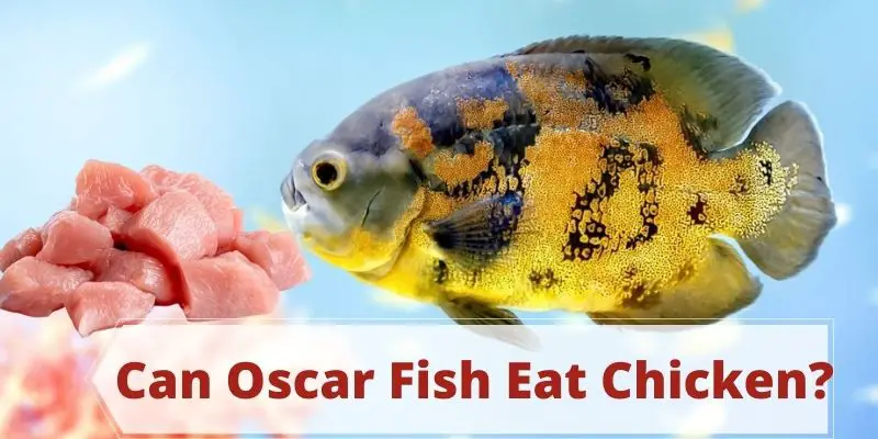 can oscar fish eat chicken, Do oscar fish eat chicken