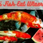 can koi fish eat watermelon, do koi fish eat watermelon