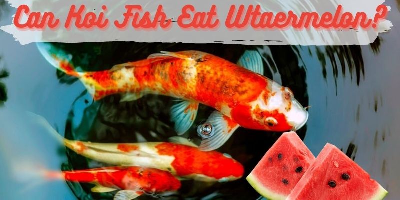 Can Koi Fish Eat Watermelon? (Safe or Not?)