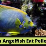 Can Angelfish Eat Pellets, do angelfish eat pellets