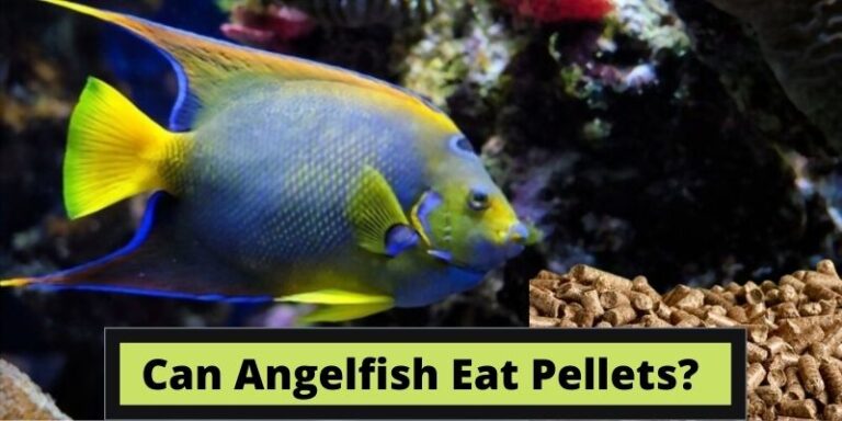 Can Angelfish Eat Pellets? [Dangerous or Safe?]