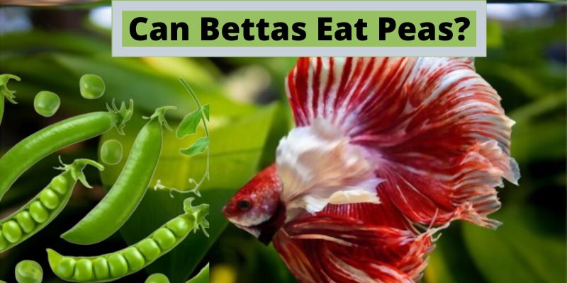 Can Bettas Eat Peas, do betta fish eat peas
