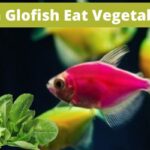 can glofish eat vegetables, do glofish eat vegetables, can glofish eat veggies