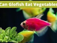 Can Glofish Eat Vegetables? (Dangerous or Safe?)