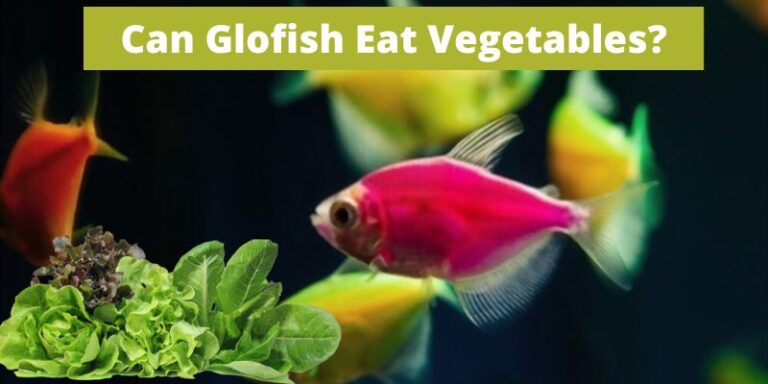 Can Glofish Eat Vegetables? (Dangerous or Safe?)