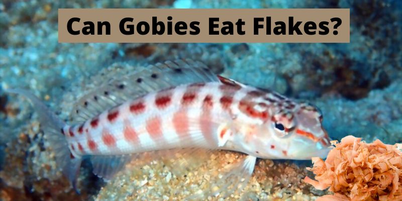 Can gobies eat flakes, do gobies eat flakes