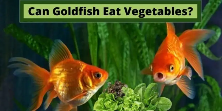 Can Goldfish Eat Vegetables? (Dangerous or Safe?)