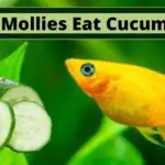 Can Mollies Eat Cucumber, do mollies eat cucumber, can molly fish eat cucumber