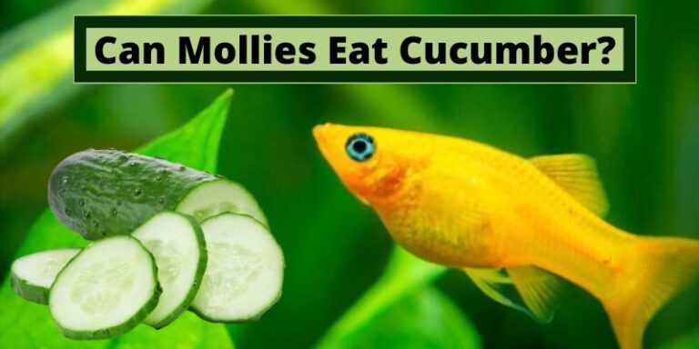 Can Mollies Eat Cucumber? (Safe or Not?)