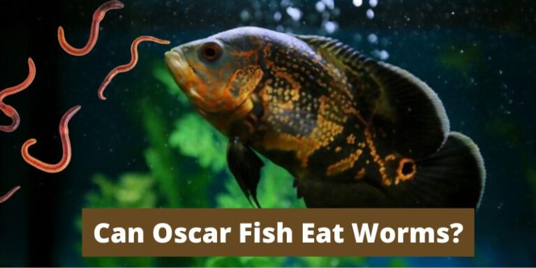 Can Oscar Fish Eat Worms? (Safe or Not?)