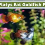 Can Platys Eat Goldfish Food, do platy fish eat goldfish food
