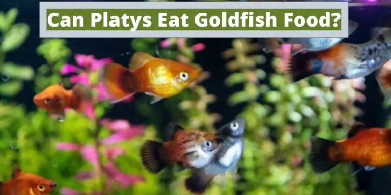 Can Platys Eat Goldfish Food? (Recommended or Not?)