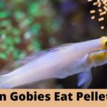 can gobies eat pellets, do gobies eat pellets,