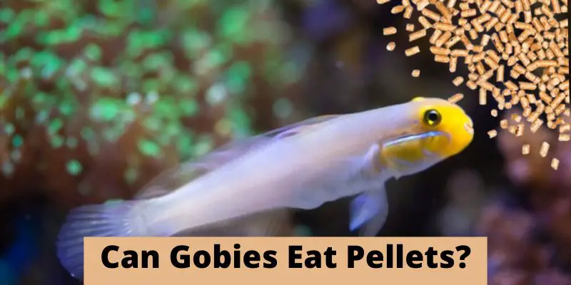 can gobies eat pellets, do gobies eat pellets,