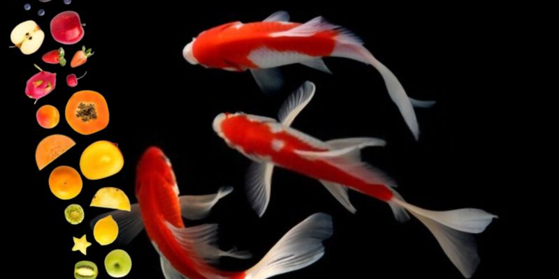 What Fruits Can Koi Fish Eat? (Favorite Fruits)