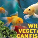 what vegetables can fish eat, vegetables that fish eat, what veggies can fish eat, feeding fish veggies
