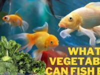 What Vegetables Can Fish Eat? (Favorite Veggies)