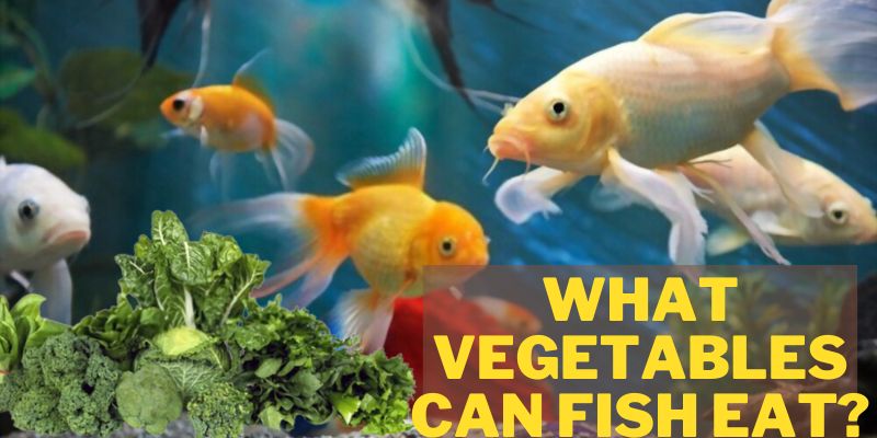 what vegetables can fish eat, vegetables that fish eat,
