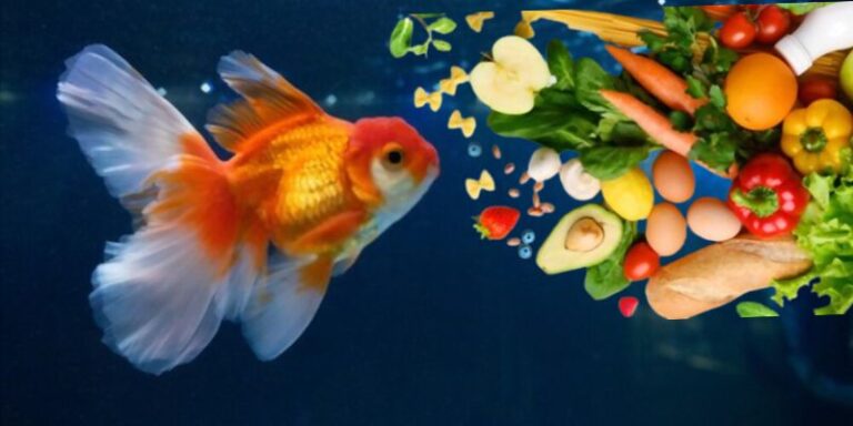 What Vegetables Can Goldfish Eat? (Favorite Veggies)